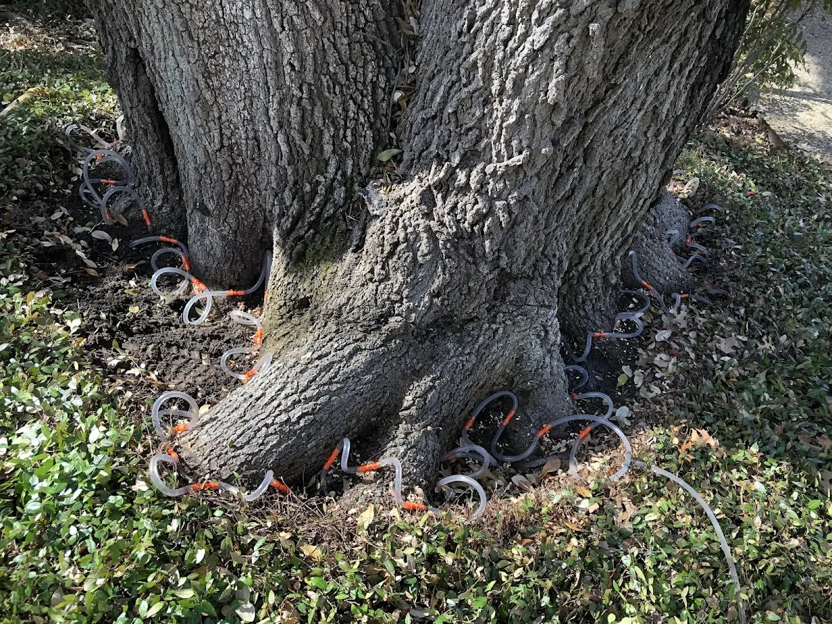 Detailed Tree Cabling and Bracing job site in Camden