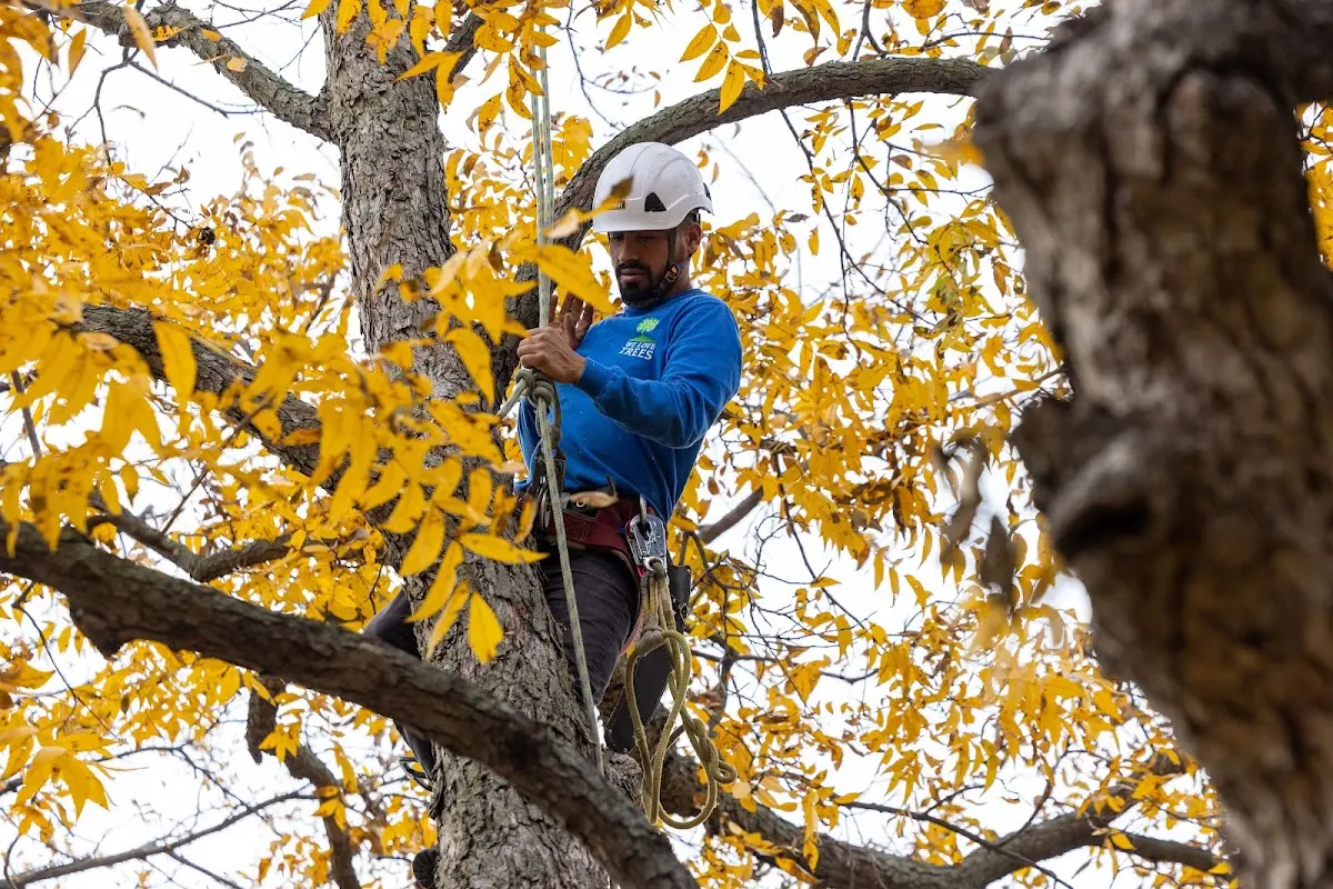Skilled Tree Trimming crew working in Camden