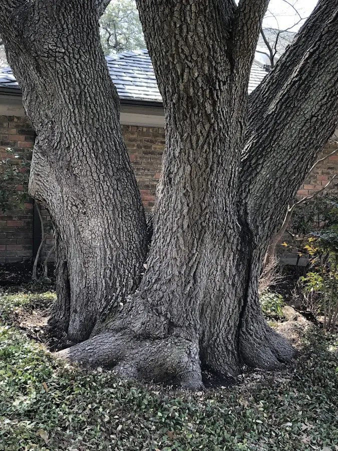 Mature heritage tree close to a Camden property cared for by certified arborists